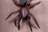 Une femelle (Araneae - Gnaphosidae - (Scotophaeus scutulatus)